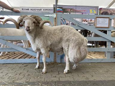 Тушинская порода овец