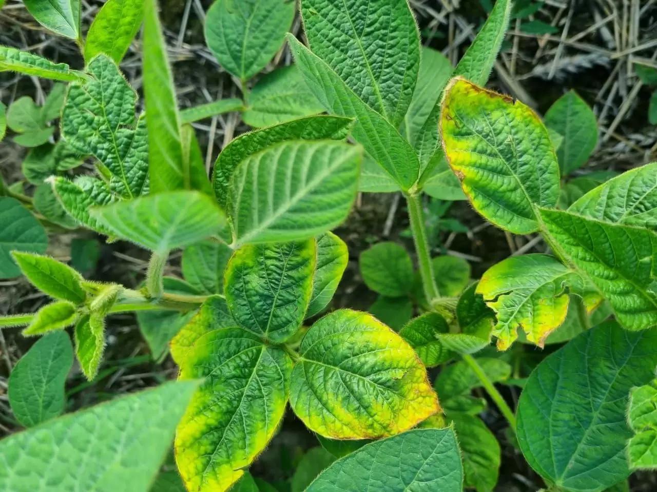 Вопросы из чатов: чего не хватает сое?