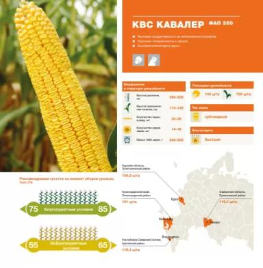 КВС Кавалер - гибрид кукурузы