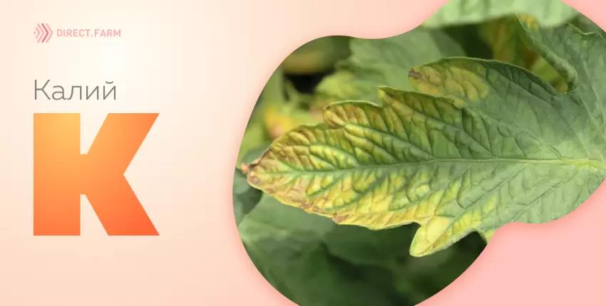Калий в растениях и почве