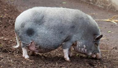 Туропольская порода свиней