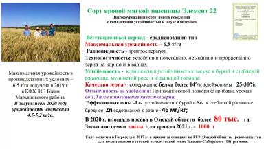 Элемент 22 ® сорт мягкой яровой пшеницы