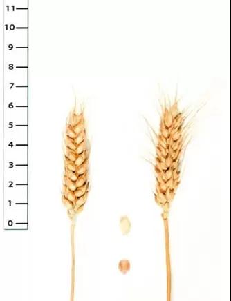 Еремеевна сорт пшеницы шарозерной озимой