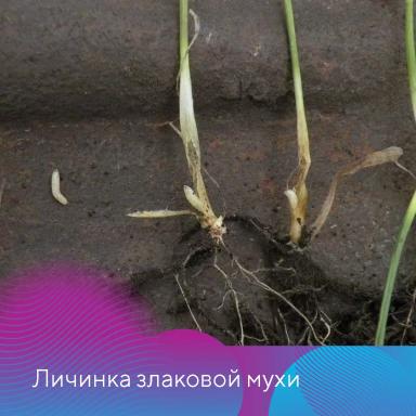 Подготовка зерновых к посевной