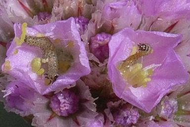 Люцерновая совка