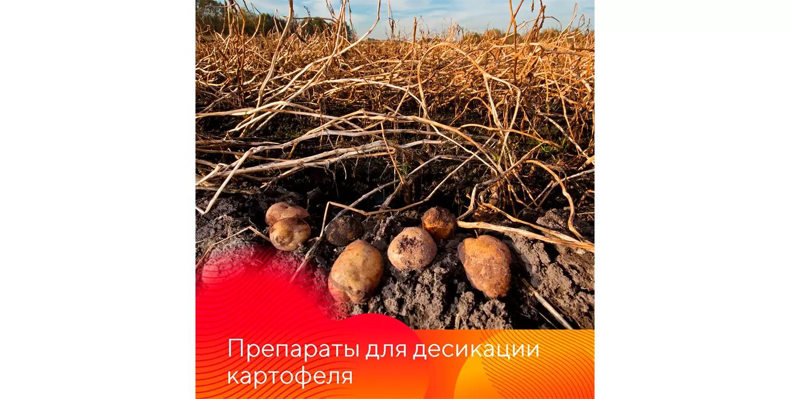 Препараты для десикации картофеля