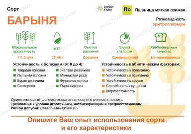 Барыня сорт мягкой озимой пшеницы