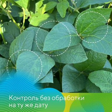 Как работает Ланцея® на сое?