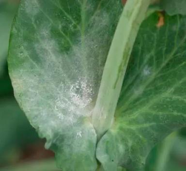 Мучнистая роса