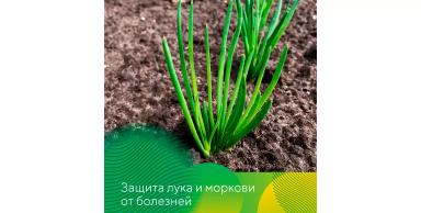 Защита лука и моркови от болезней