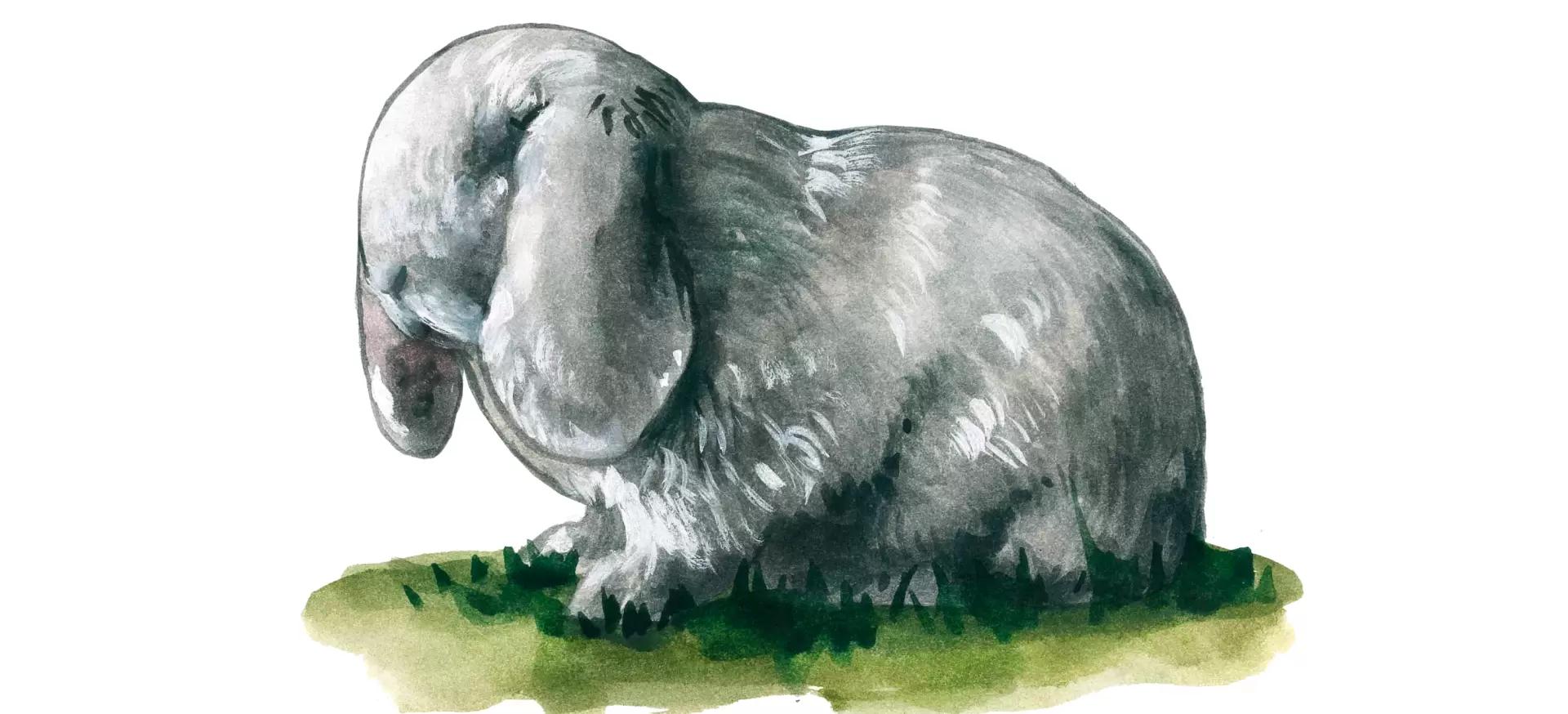 Французский баран