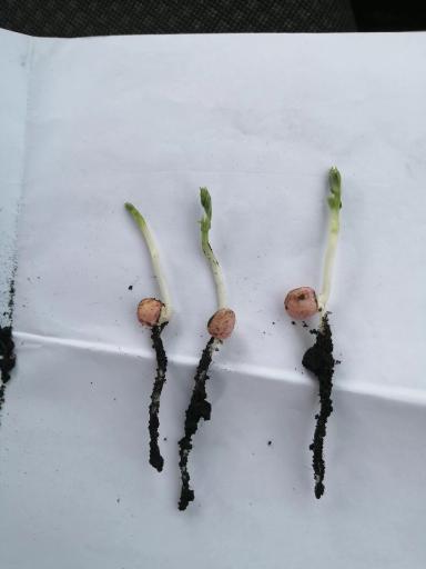 Эфективность Препарата ТОР