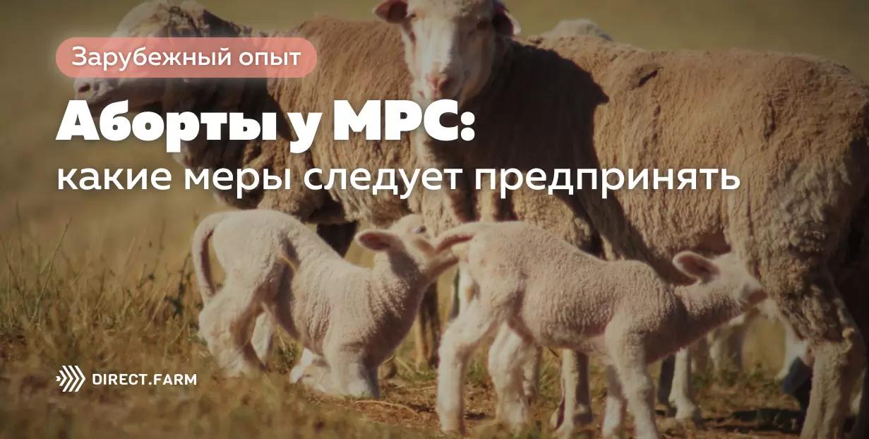 Аборты у МРС: какие меры следует предпринять