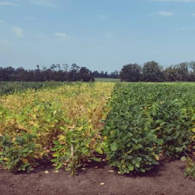 НОВЫЕ СОРТА СОИ