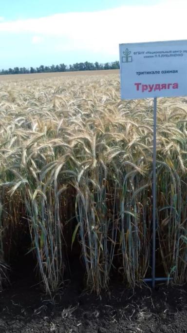 Трудяга сорт тритикале озимой