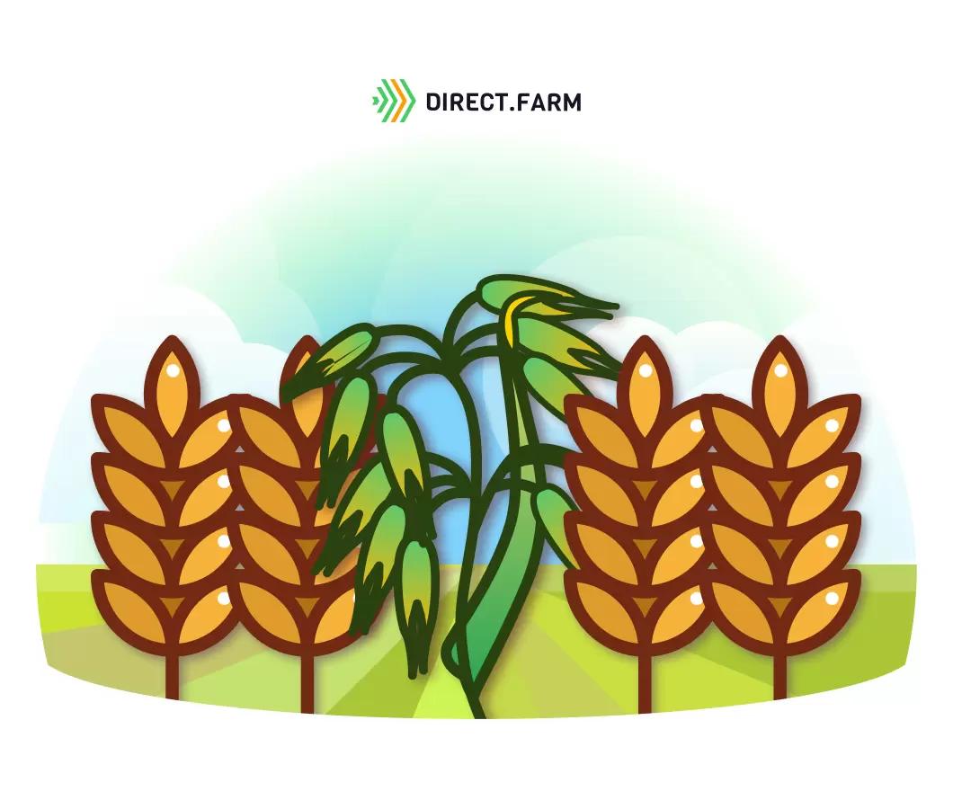 Засорённость семенного материала овсюгом. Что делать?