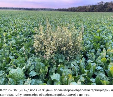 Долгосрочные инвестиции в чистоту полей по технологии КОНВИЗО® СМАРТ