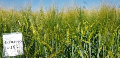 Эксплоер (EXPLORER)