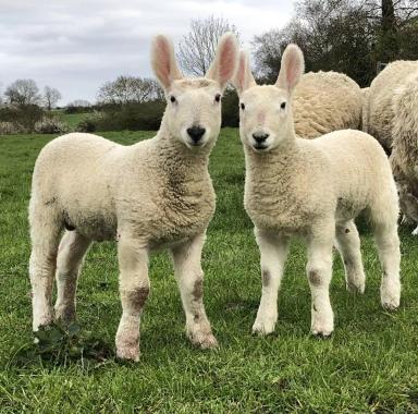 Бордер лейстер – порода овец