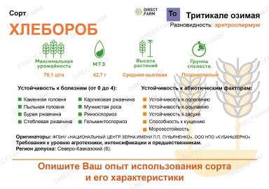 Хлебороб сорт озимой тритикале