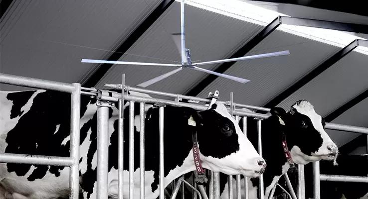 Британским коровам выдали ошейники с 5G