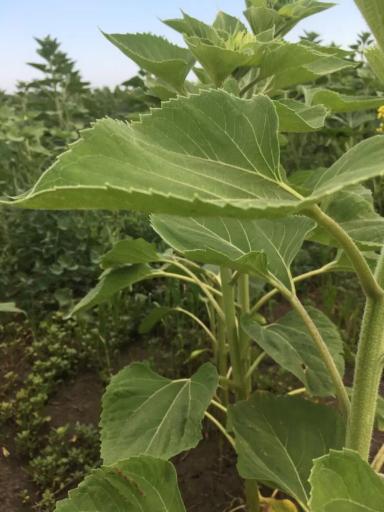 Что с подсолнечником, заворачиваются листья?