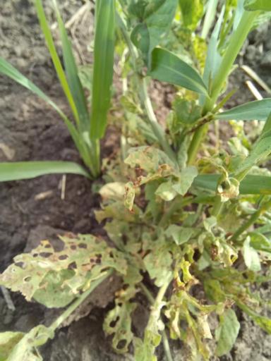 Что за вредители?