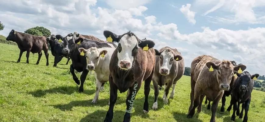 Ужесточены наказания за нарушения ветеринарного законодательства