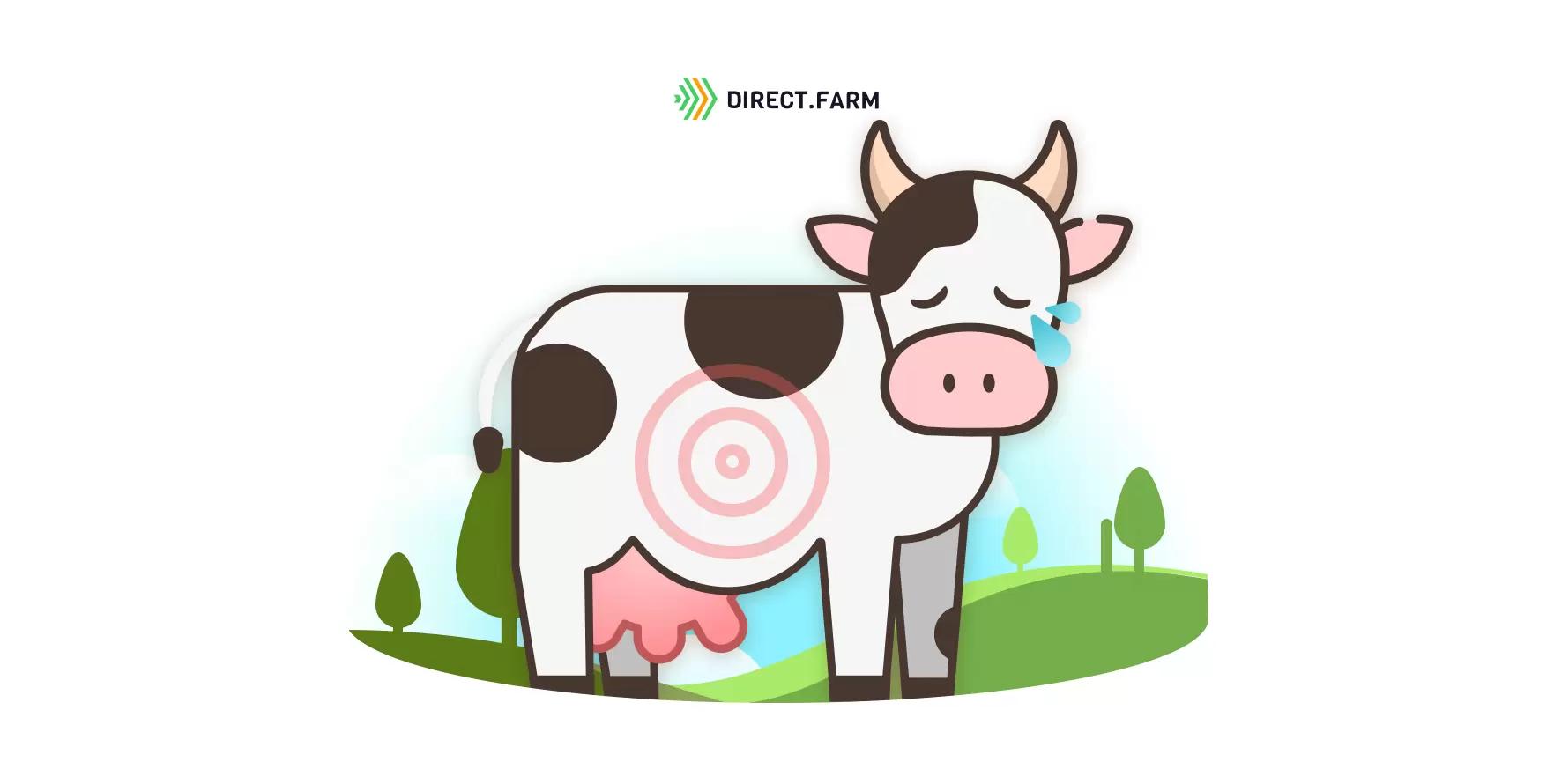 Колики у коров