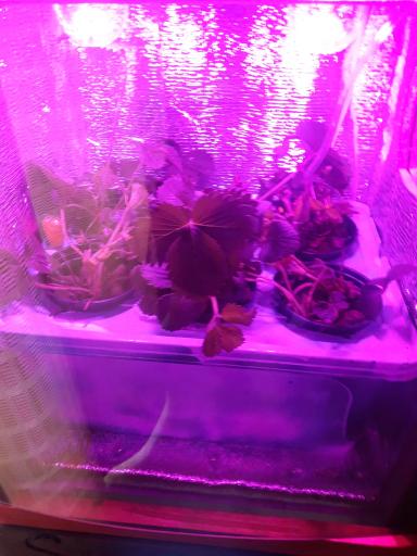 В этот раз не о рыбе. Но и не без даров морских, никак не обойтись.