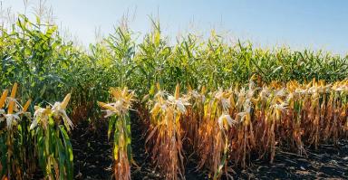 ЛГ 3285 гибрид кукурузы Лимагрейн