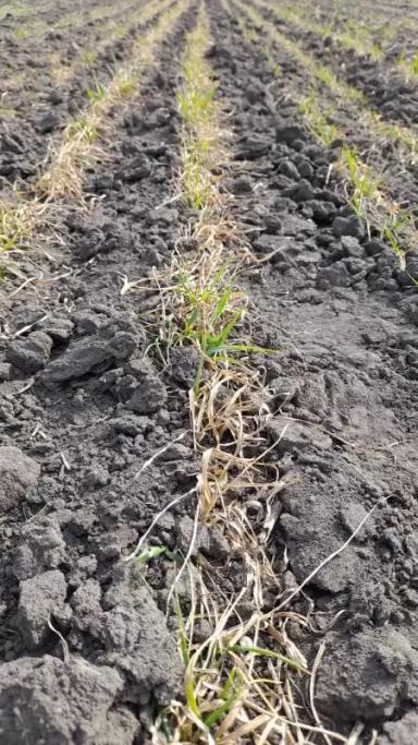 Пшеница озимая сорт Скипетр