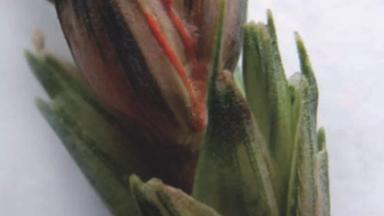 Фузариоз колоса