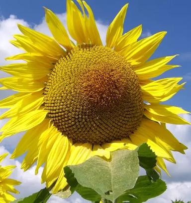 ЛГ 50635 КЛП подсолнечник Лимагрейн