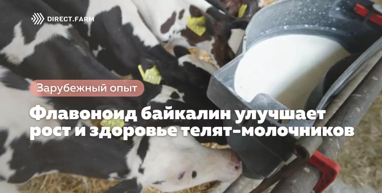 Флавоноид байкалин улучшает рост и здоровье телят-молочников