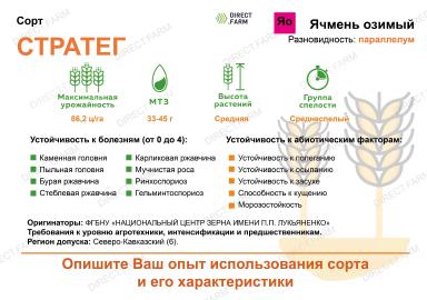 Стратег сорт озимого ячменя