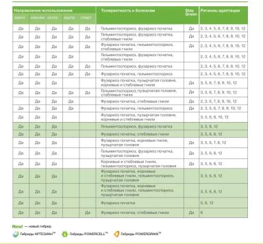 СИ Талисман - гибрид кукурузы ( Zea mays L.).