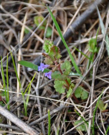 Будра плющевидная