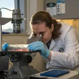 Соединение розмарина благоприятно действует на коров после отела