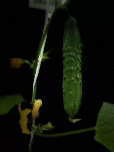 КАК ПРАВИЛЬНО ВЫРАЩИВАТЬ ОГУРЦЫ В ТЕПЛИЦАХ