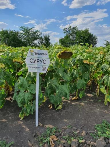 Сурус ® - гибрид подсолнечника (Helianthus annuus L.).