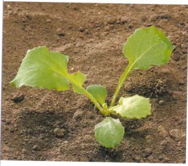 Осот полевой