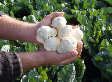 Альтамира  F1 (ALTAMIRA)