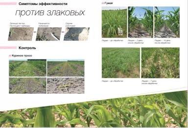 Лаудис®, ВДГ – гербицид для защиты кукурузы от сорняков