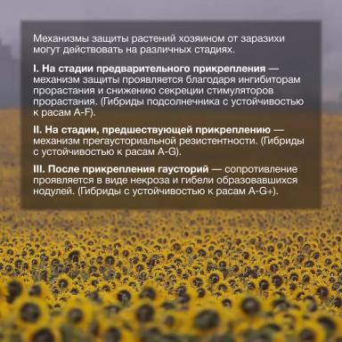 🌻 Механизм сопротивления к заразихе