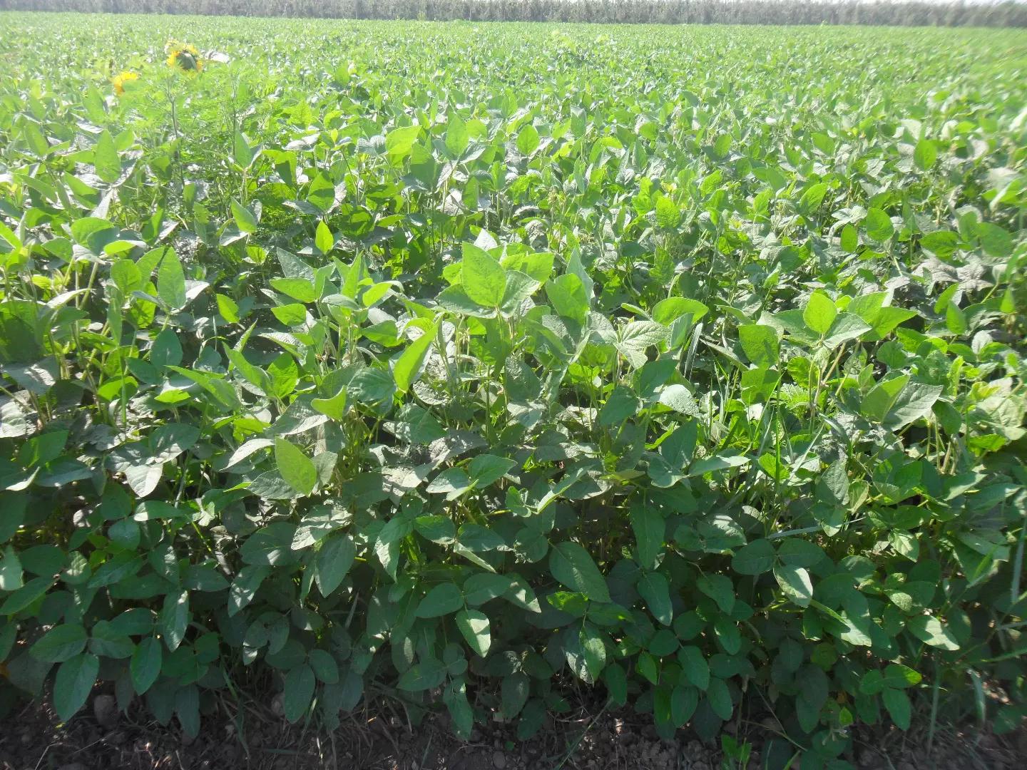 Наше преимущество – не ГМО соя