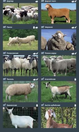 Племенные козы и овцы из стран Европы