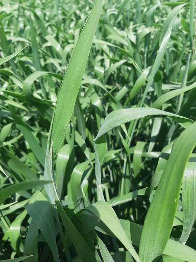 Совместимость карбамида с инсектицидом. 