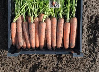 Навал F1 (NAVAL)