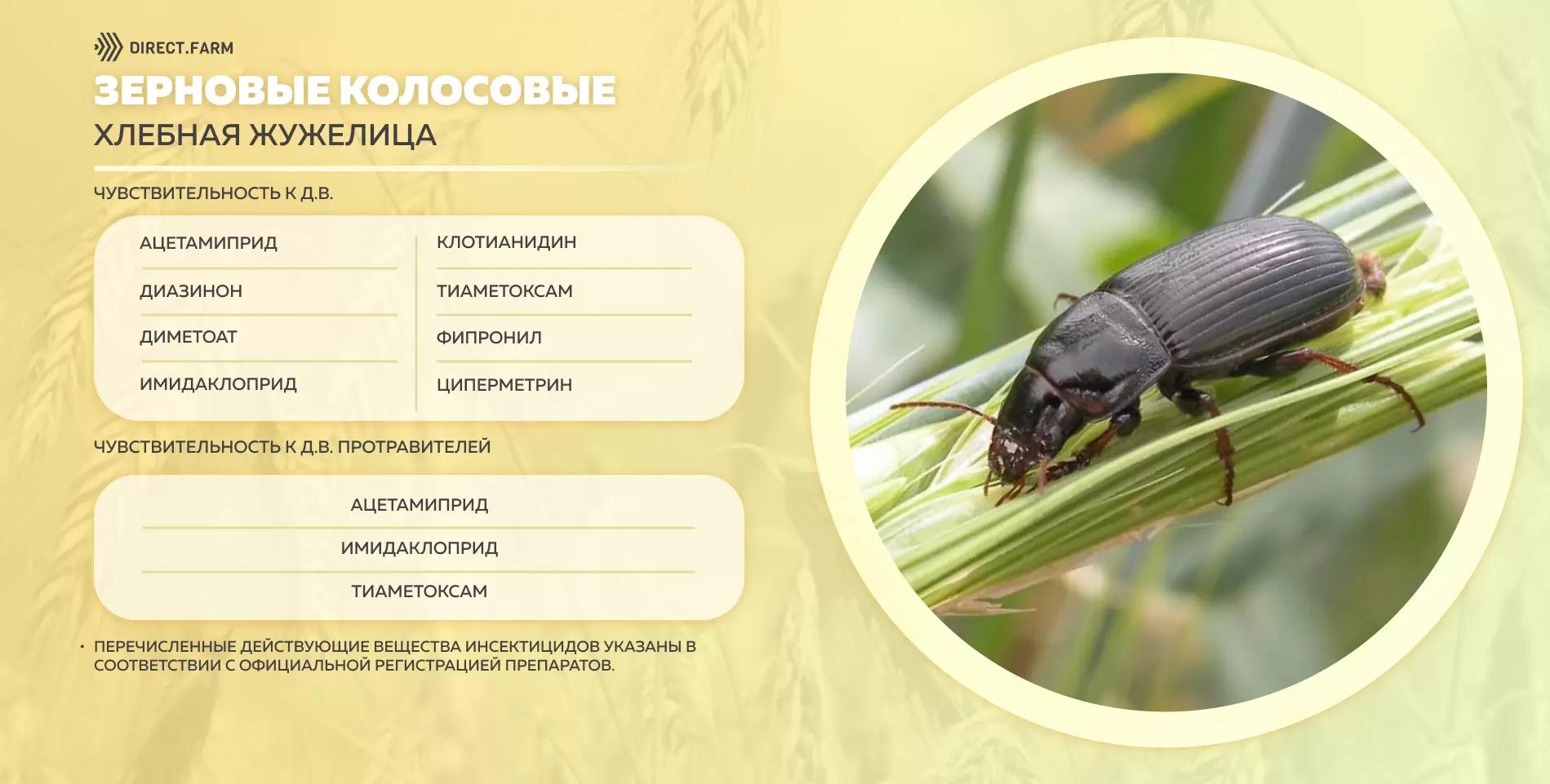 Шпаргалка д.в. против хлебной жужелицы